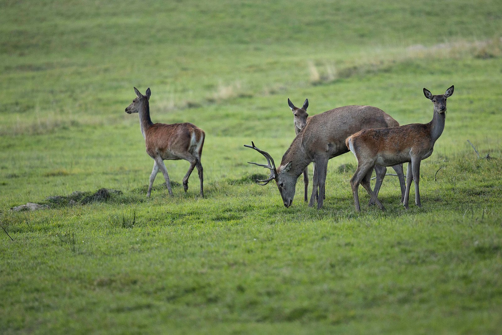 Drones Application in Wildlife